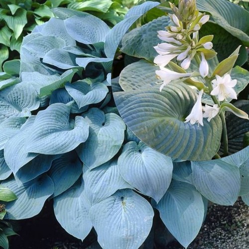 Hosta 'Bressingham Blue' - Hosta 'Bressingham Blue' P9/0,55L